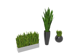 现代盆栽虎皮兰3D模型